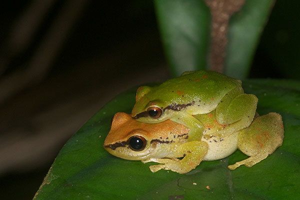 Green Rain Frog (Pristimantis acuminatus)