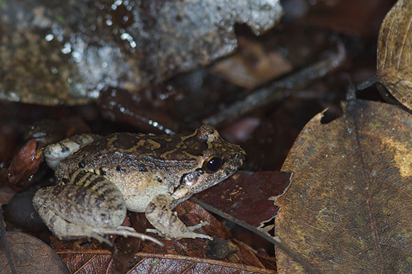 Peter’s Jungle Frog (Leptodactylus petersii)
