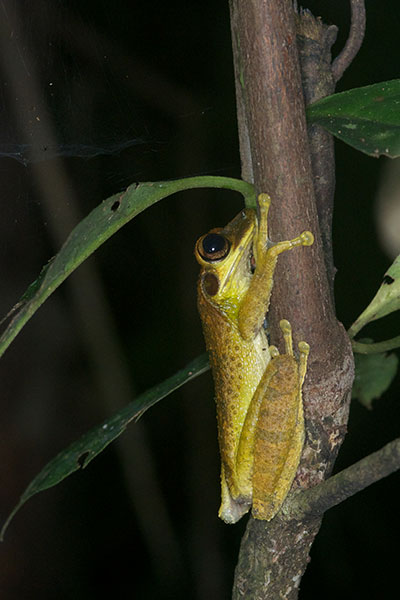 Yasuni Broad-headed Treefrog (Osteocephalus yasuni)