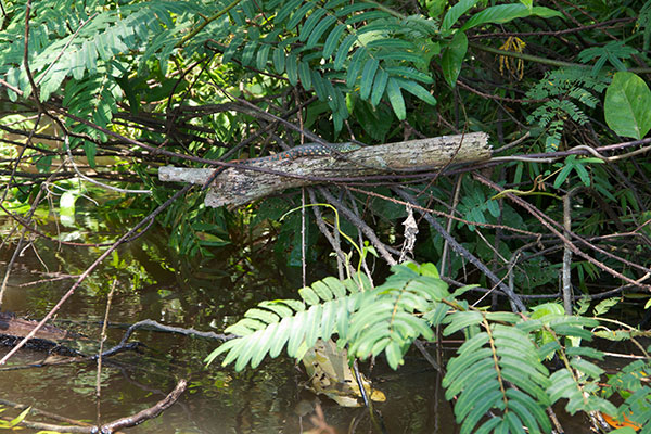 Crocodile Tegu (Crocodilurus amazonicus)