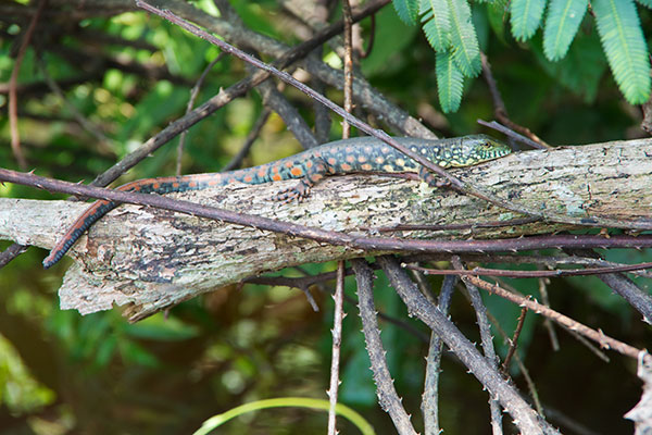 Crocodile Tegu (Crocodilurus amazonicus)