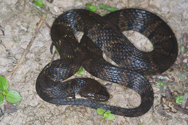 Banded South American Water Snake (Helicops angulatus)