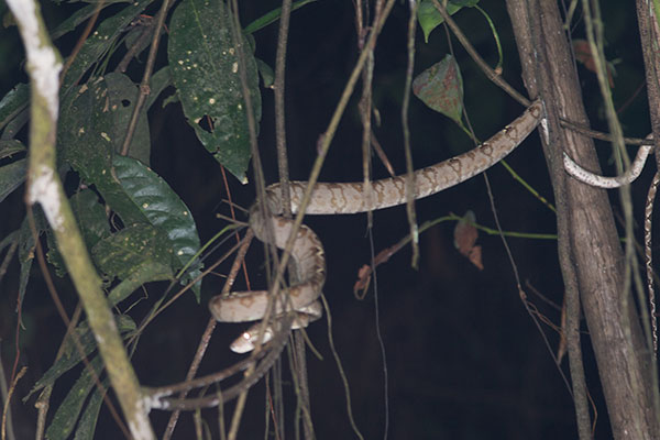 Amazon Tree Boa (Corallus hortulanus)