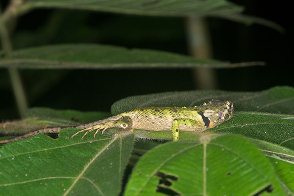 Olive Tree Runner (Plica umbra ochrocollaris)