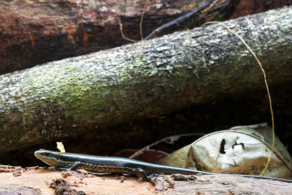 South American Spotted Skink (Copeoglossum nigropunctatum)