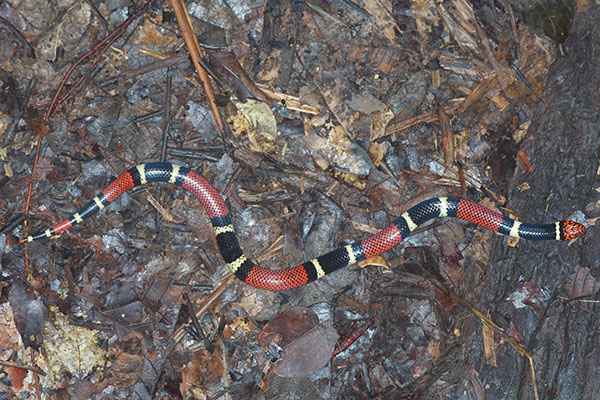 Aquatic Coral Snake (Micrurus surinamensis surinamensis)