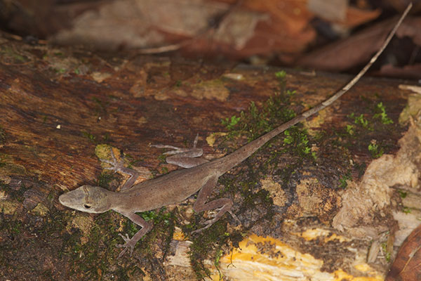 Brown-eared Anole (Anolis fuscoauratus)