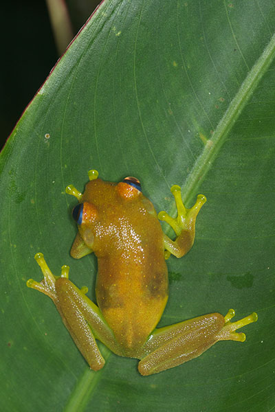 Rough-skinned Green Treefrog (Boana cinerascens)