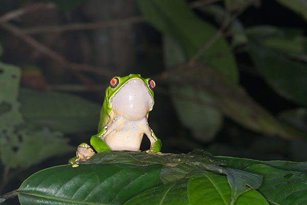 Giant Monkey Frog (Phyllomedusa bicolor)