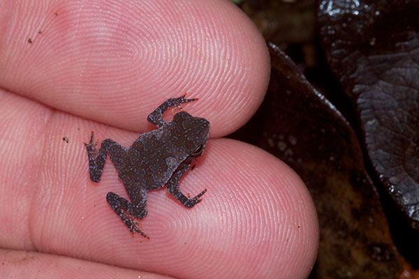 Crested Forest Toad (Rhinella "margaritifera")