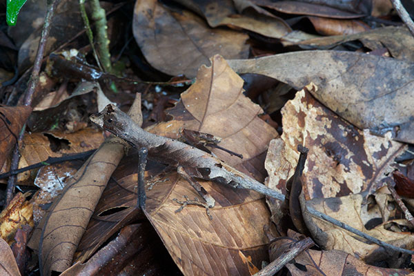 Blue-lipped Forest Anole (Anolis bombiceps)