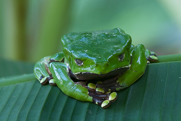 Giant Monkey Frog (Phyllomedusa bicolor)