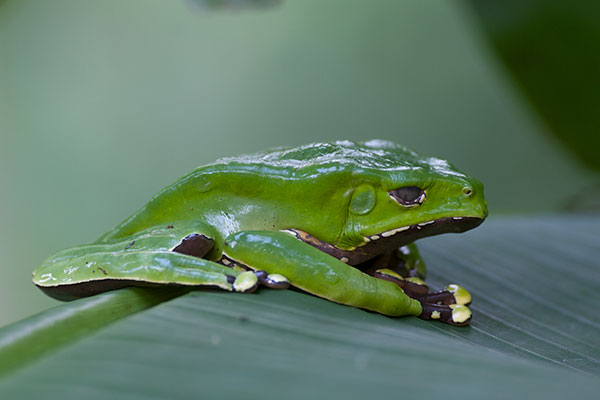 Giant Monkey Frog (Phyllomedusa bicolor)