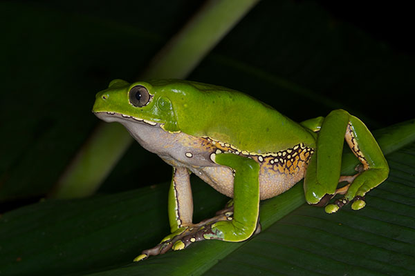 Giant Monkey Frog (Phyllomedusa bicolor)