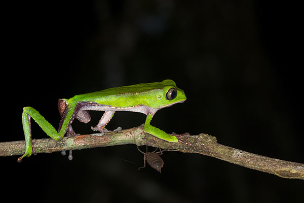 White-lined Monkey Frog (Phyllomedusa vaillantii)