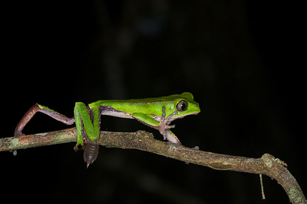 White-lined Monkey Frog (Phyllomedusa vaillantii)