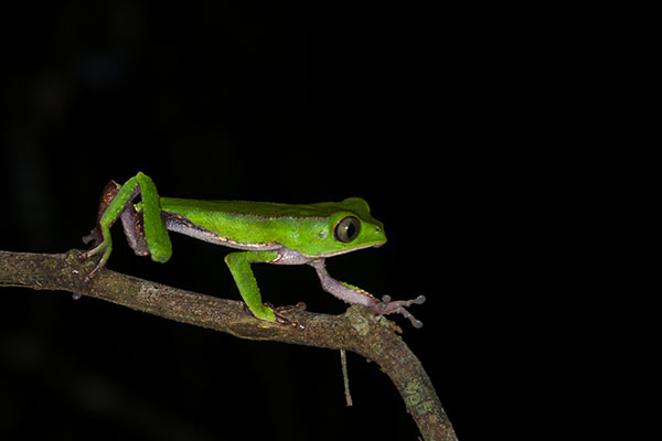 White-lined Monkey Frog (Phyllomedusa vaillantii)