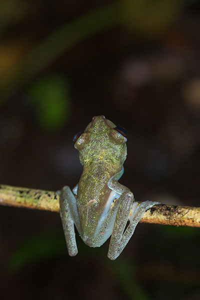 Purplish Treefrog (Boana nympha)