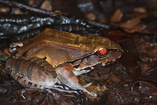 Smokey Jungle Frog (Leptodactylus pentadactylus)