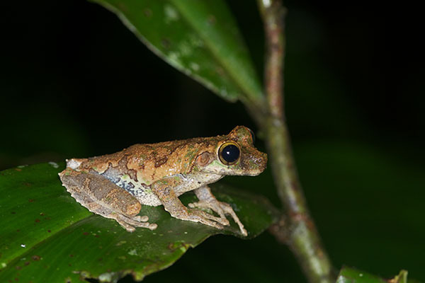 Buckley’s Slender-legged Treefrog (Osteocephalus buckleyi)