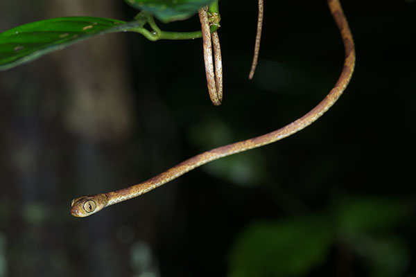 Amazon Blunt-headed Tree Snake (Imantodes lentiferus)
