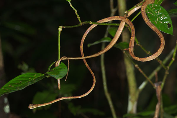 Amazon Blunt-headed Tree Snake (Imantodes lentiferus)