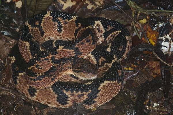 South American Bushmaster (Lachesis muta muta)