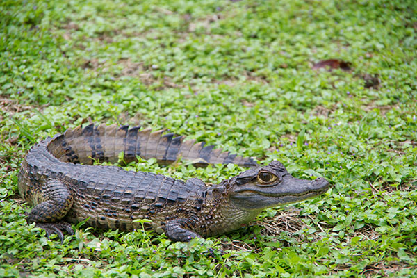 Common Caiman (Caiman crocodilus)