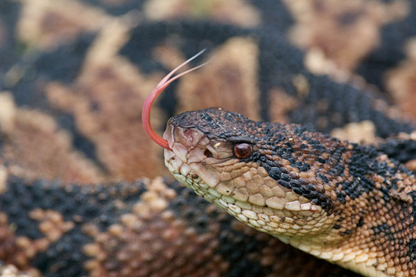 South American Bushmaster (Lachesis muta muta)