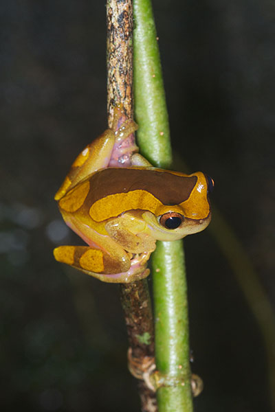 Variable Clown Treefrog (Dendropsophus triangulum)