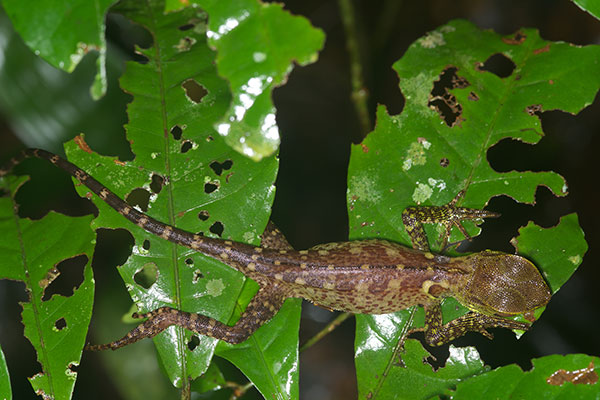 Amazon Forest Dragon (Enyalioides laticeps)