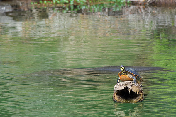 Florida Red-bellied Cooter (Pseudemys nelsoni)