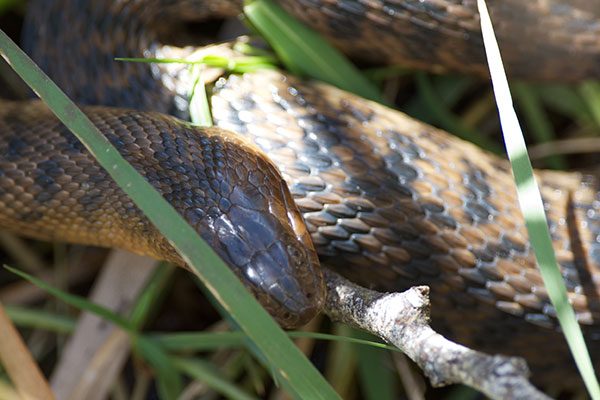 Florida Green Watersnake (Nerodia floridana)