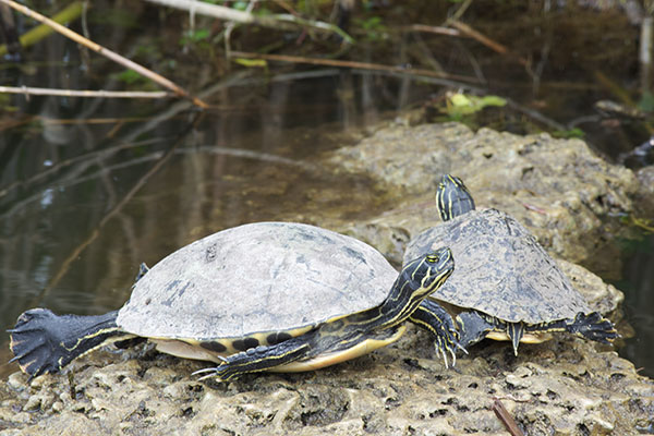 Peninsula Cooter (Pseudemys peninsularis)