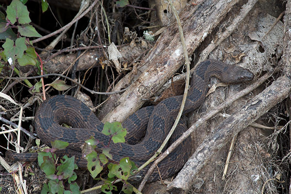 Brown Watersnake (Nerodia taxispilota)