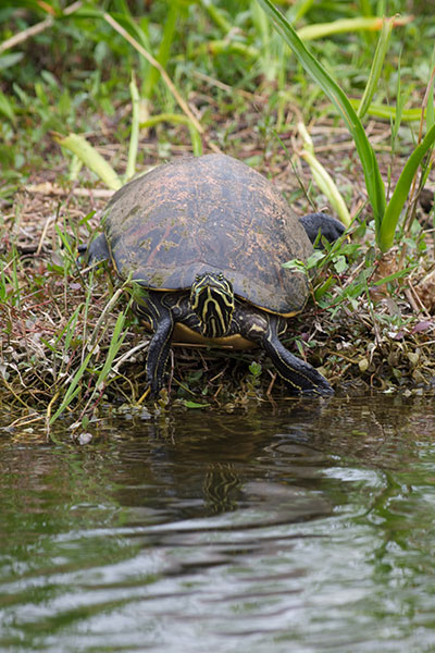 Florida Red-bellied Cooter (Pseudemys nelsoni)