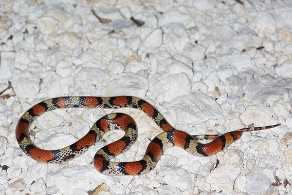 Florida Scarletsnake (Cemophora coccinea coccinea)