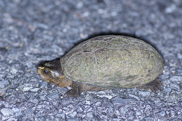 Striped Mud Turtle (Kinosternon baurii)