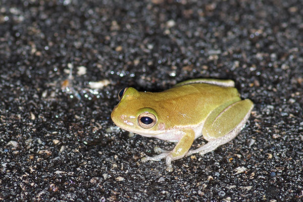 Squirrel Treefrog (Hyla squirella)