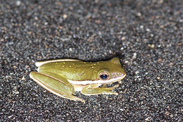 Green Treefrog (Hyla cinerea)