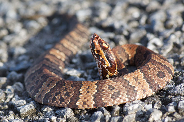 Florida Cottonmouth (Agkistrodon conanti)