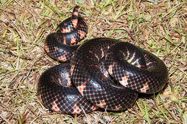 Red-bellied Mudsnake – Florida Snake ID Guide