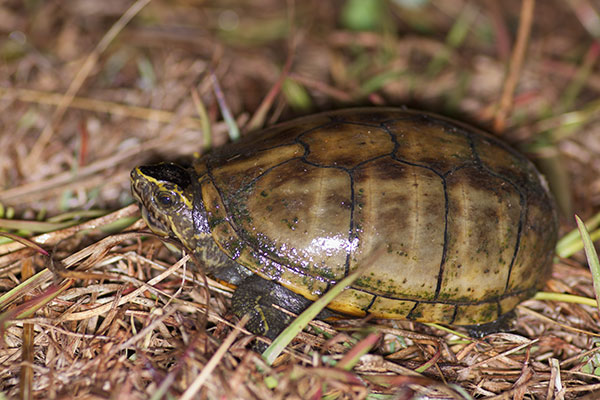 Striped Mud Turtle (Kinosternon baurii)