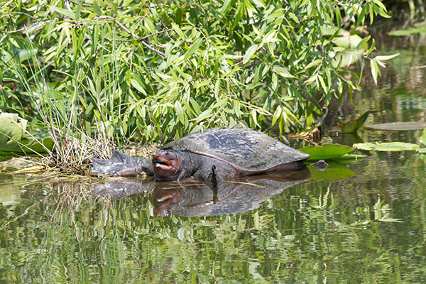 Florida Softshell (Apalone ferox)