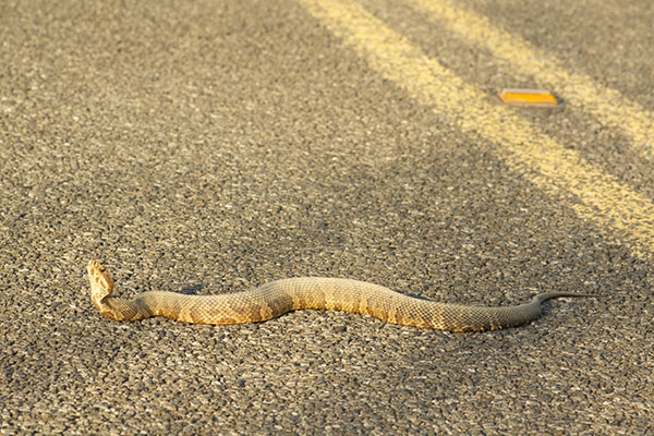 Florida Cottonmouth (Agkistrodon conanti)