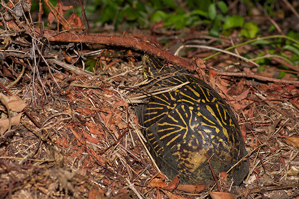 Florida Box Turtle (Terrapene baurii)