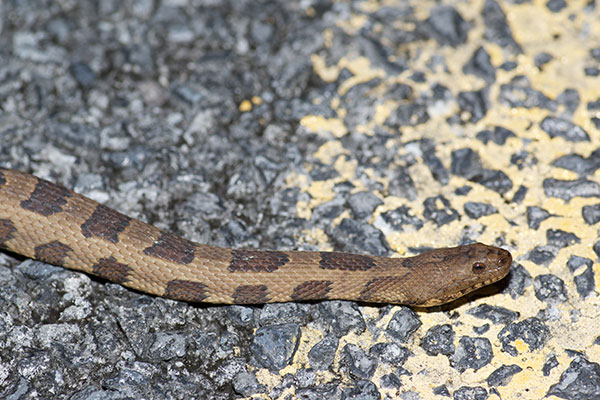 Brown Watersnake (Nerodia taxispilota)