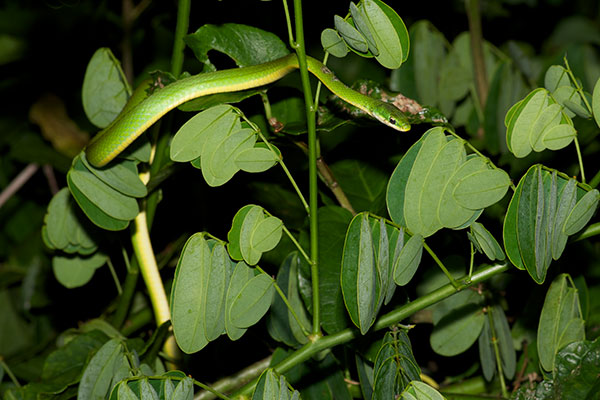 Florida Rough Greensnake (Opheodrys aestivus carinatus)