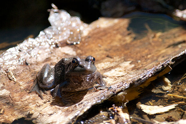 Green Frog (Lithobates clamitans)