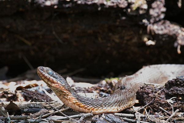 Plain-bellied Watersnake (Nerodia erythrogaster)